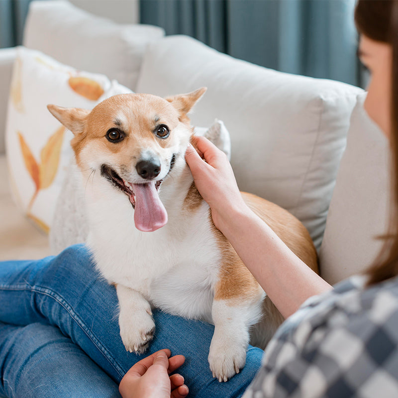 Pet Products