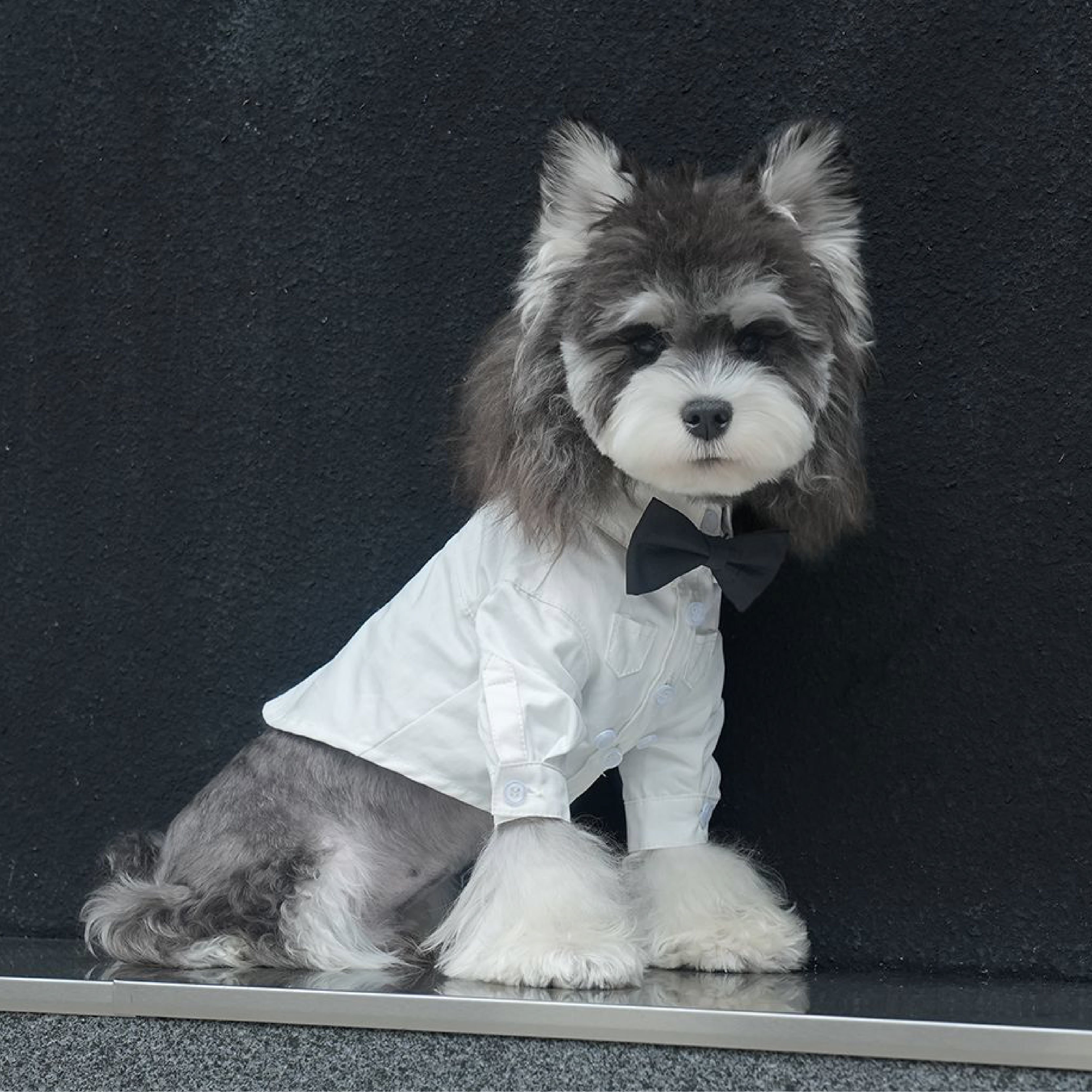 Formal Canine Apparel