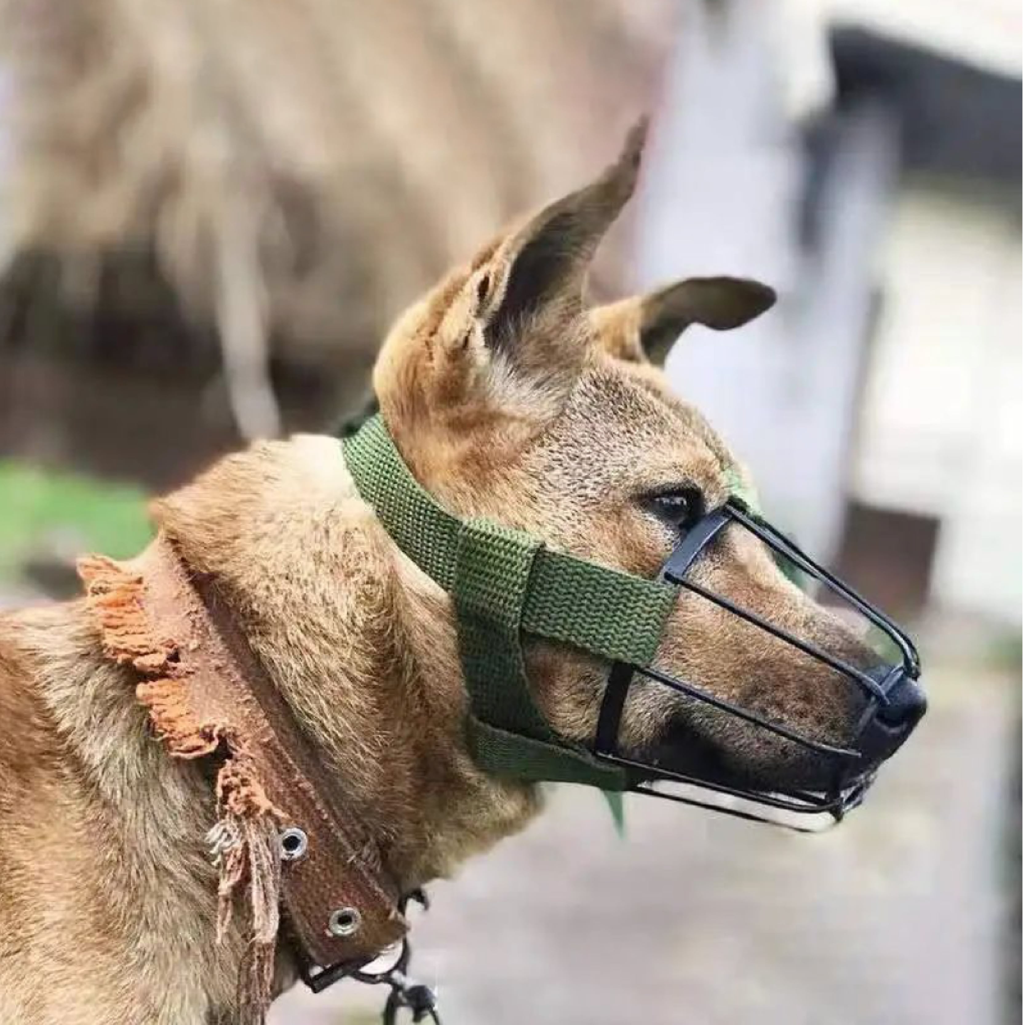 Metal Dog Muzzle